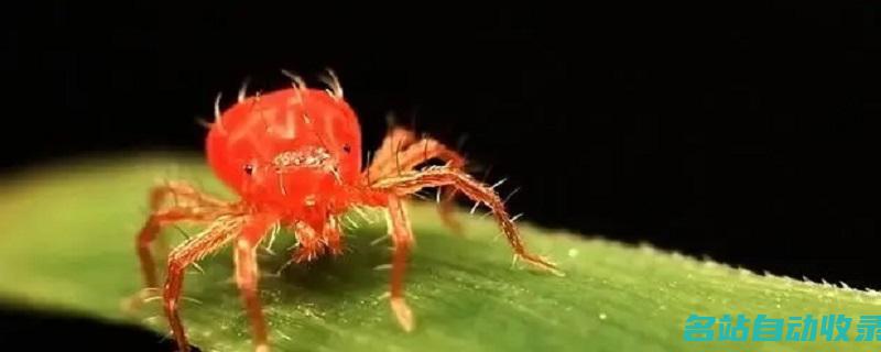 特别小的红色的小蜘蛛是什么(特别小的红色的小蜘蛛是怎么产生)