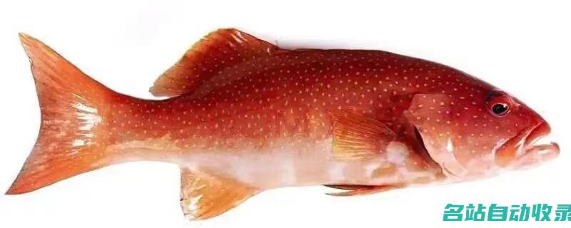 红色的鱼是什么鱼(红色的鱼是什么海鲜)