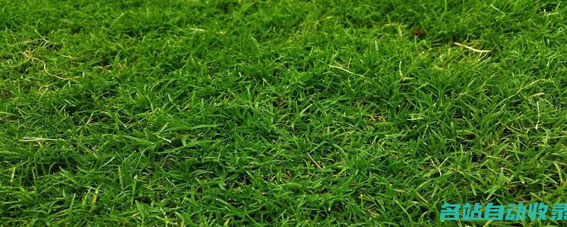 草坪为什么是绿茸茸的(草坪为什么要铺绿布)