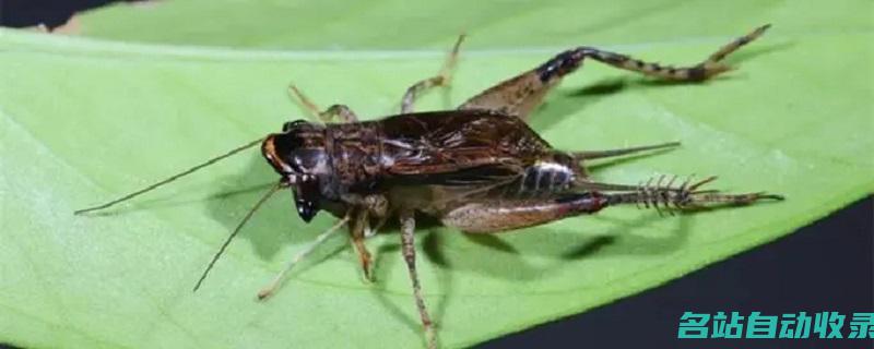 昆虫记蟋蟀的特点和生活特征