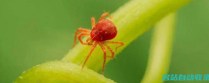 红蜘蛛简单消灭方法(红蜘蛛怎么能彻底根除)