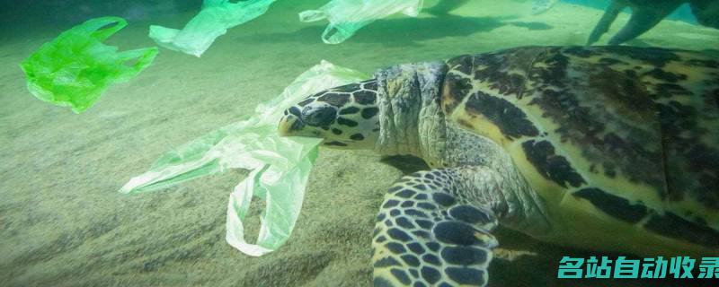 海龟为什么会吃塑料袋(海龟为什么会吃人)