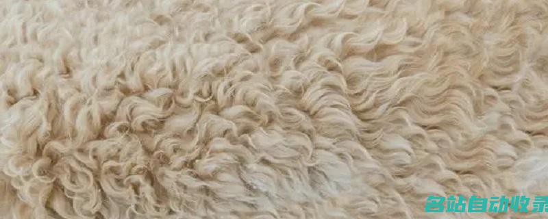 纯羊绒和纯山羊绒区别(纯羊绒和纯山羊绒哪个贵)