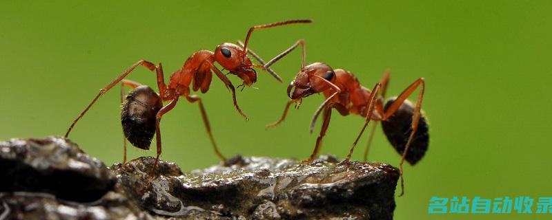 蚂蚁是节肢动物吗(蚂蚁是节肢动物中的哪一类)