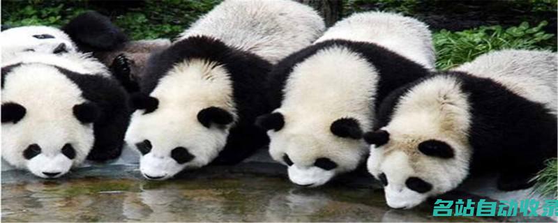 大熊猫生活在哪些地区(大熊猫生活在哪里20字)
