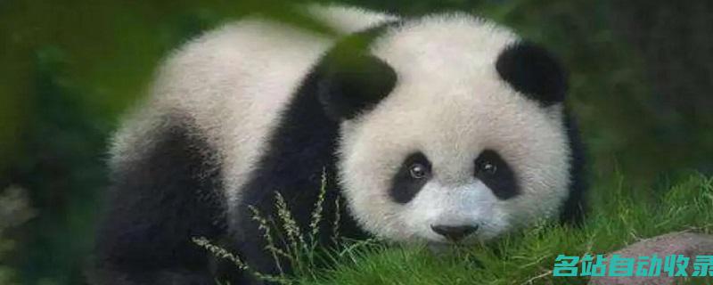 大熊猫的寿命(大熊猫的寿命是多少岁?)