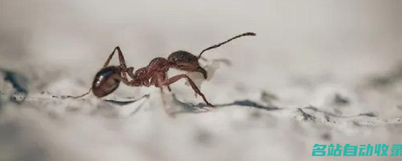 蚂蚁是怎么搬家的(蚂蚁是怎么搬家的过程)