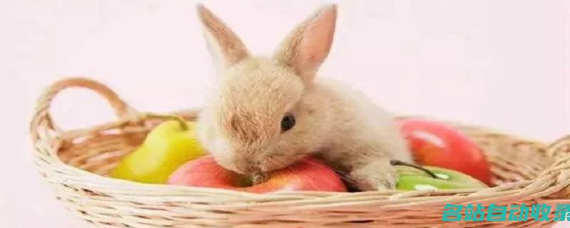 兔子怎么养怎么养兔子(“兔子怎么养”)