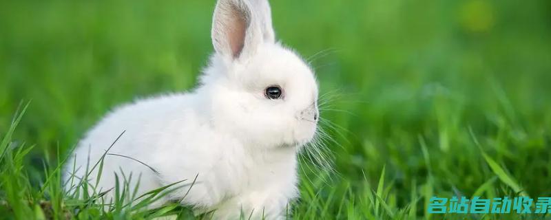 小白兔的特点(小白兔的特点怎么写)